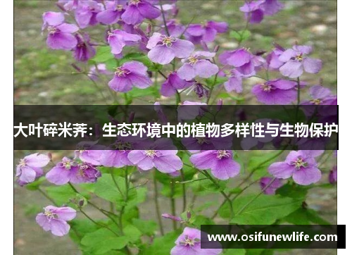 大叶碎米荠：生态环境中的植物多样性与生物保护
