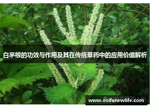 白茅根的功效与作用及其在传统草药中的应用价值解析